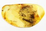 Detailed Fossil Insect Larva in Baltic Amber #278636-1